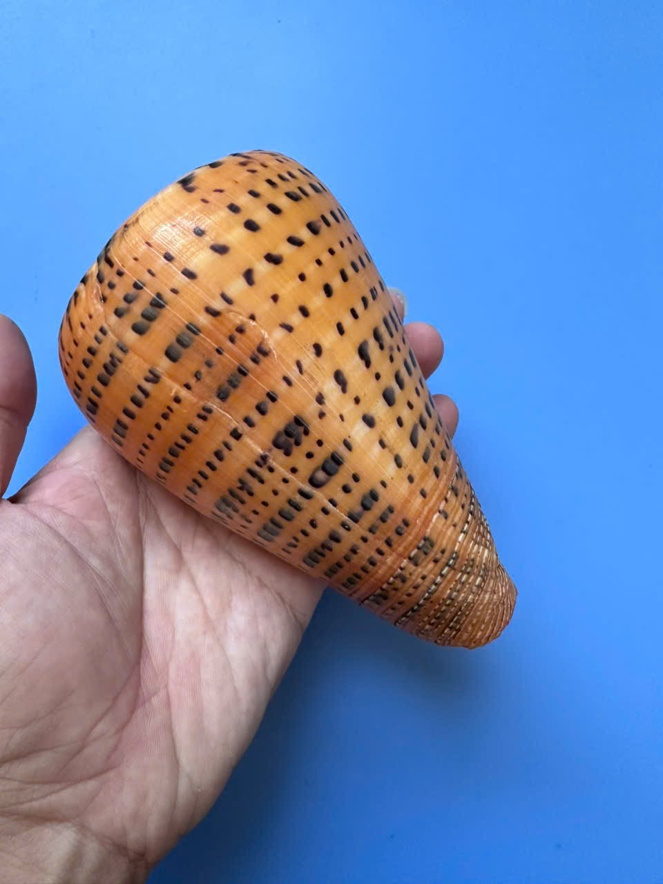 131mm | Conus Betulinus|ORANGE | BIG size | Beautiful shell 131mm | Conus Betulinus|ORANGE | BIG size | Beautiful shell