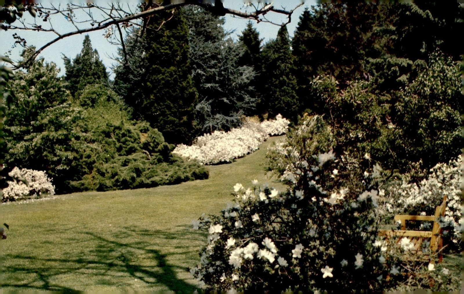 Winterthur Gardens, White Azalea Walk, 1960s Postcard Winterthur Gardens, White Azalea Walk, 1960s Postcard