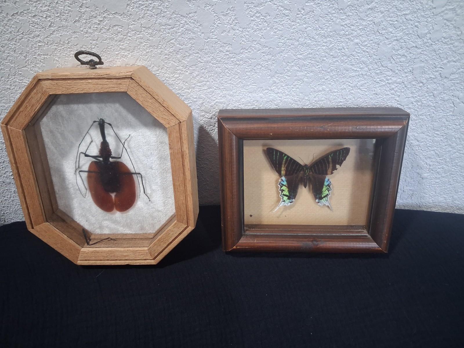 Pair of Vintage Framed Insect Taxidermy Madagascan Sunset Moth, Violin Beetle Pair of Vintage Framed Insect Taxidermy Madagascan Sunset Moth, Violin Beetle