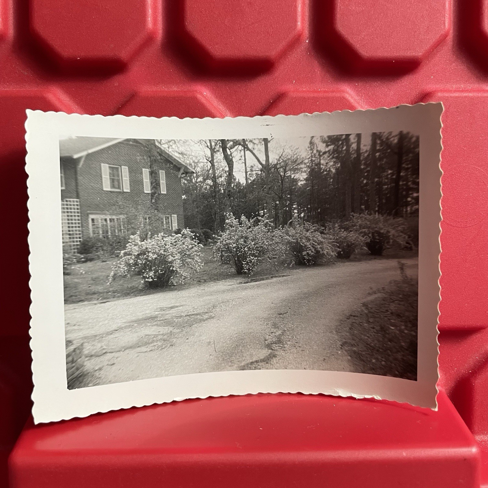 Bushes Along Driveway By House 4 1/2 x 3 1/4 Photograph Vintage 1950s