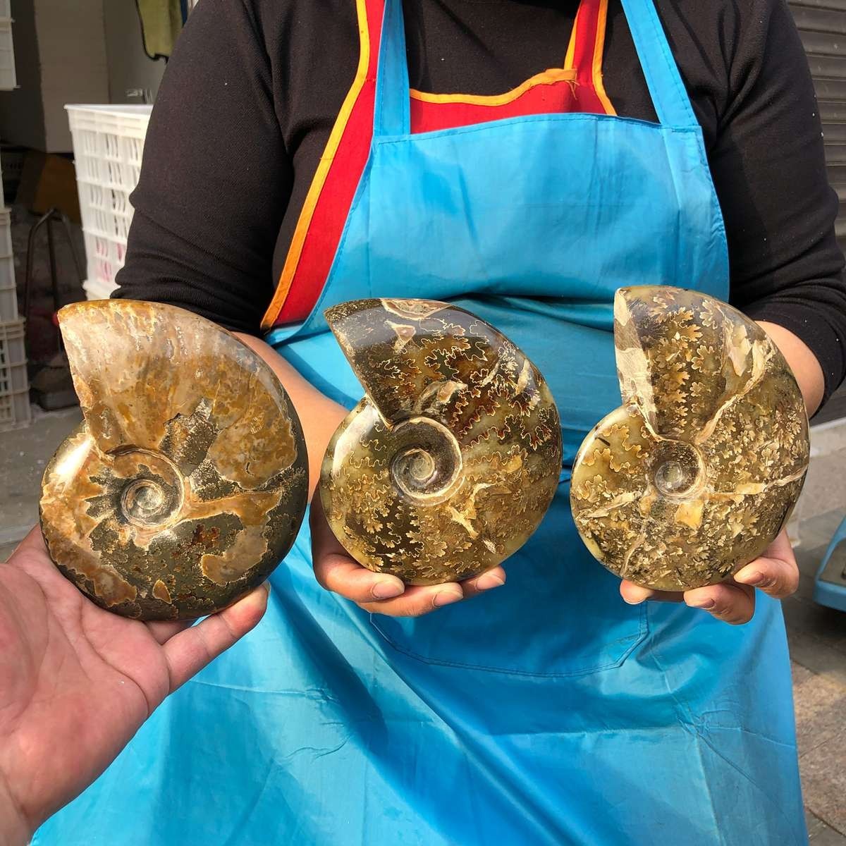 4.22LB 3pcs Natural Horn Screw Fossil Ammonite Conch Crystal Specimen Healing