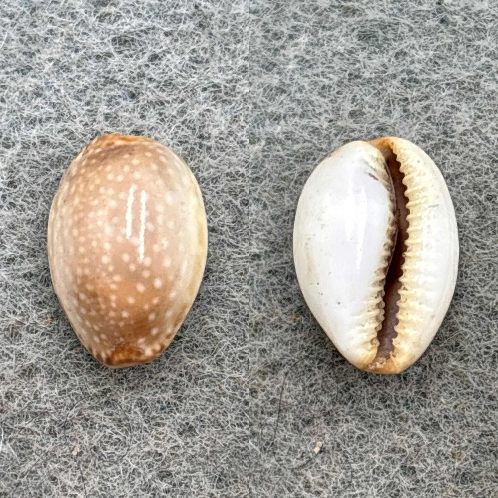 #11 Cypraea semiplota annae 13.3mm F Haiku, Hawaii