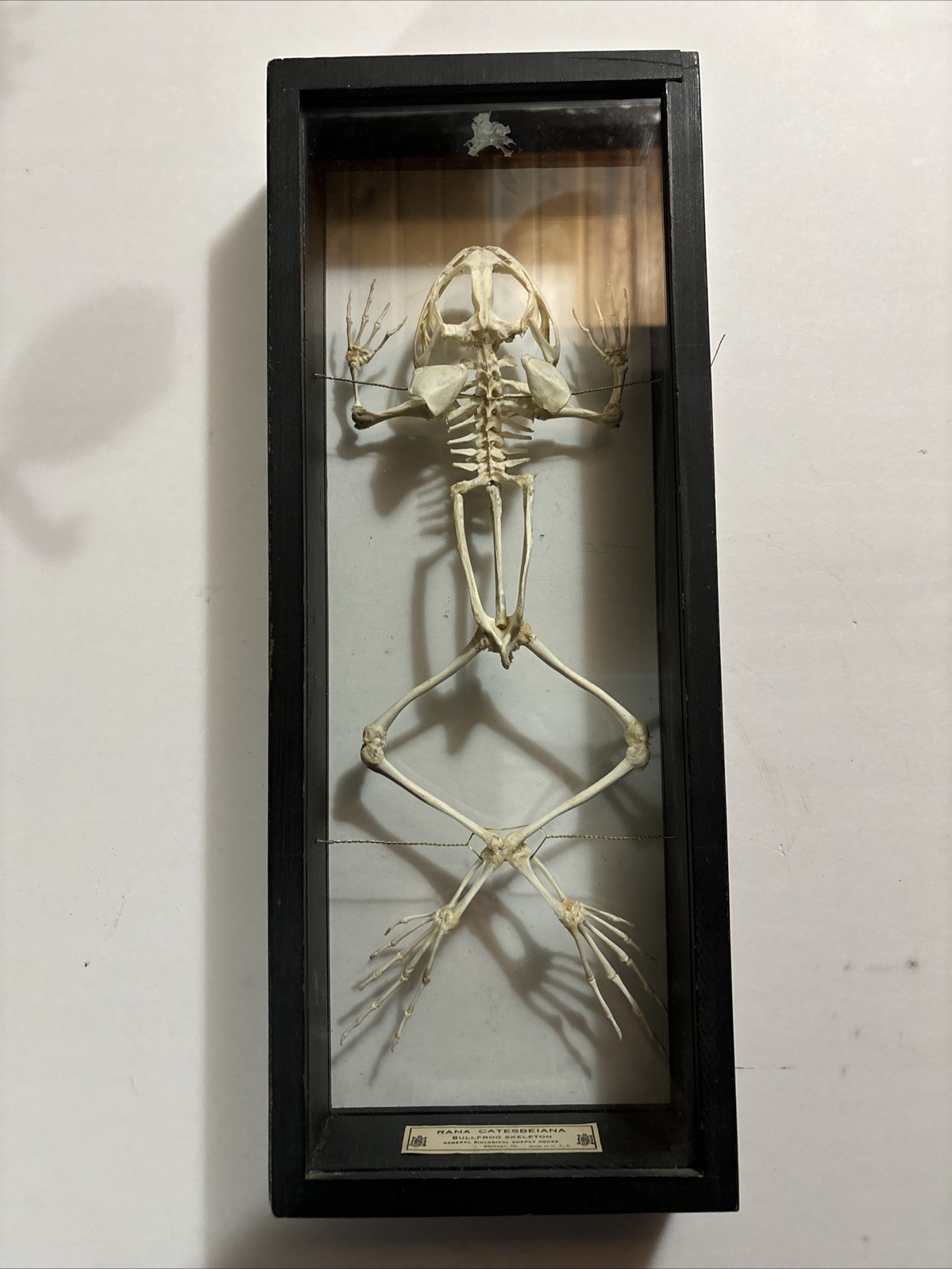 General Biological Supply House Chicago, Ill Bull Frog Skeleton Display Case General Biological Supply House Chicago, Ill Bull Frog Skeleton Display Case