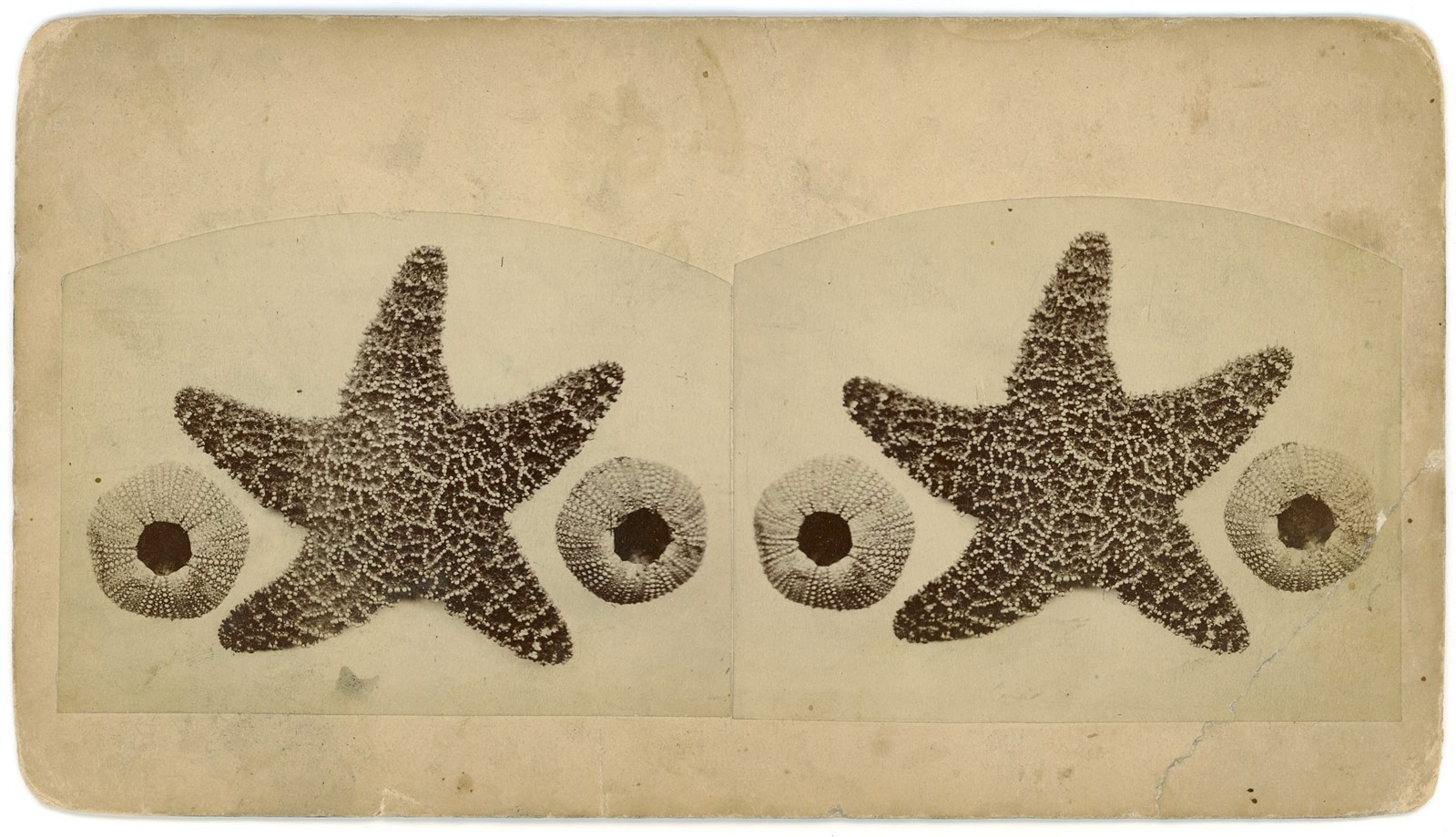 KANSAS STEREOVIEW - Abilene - Star Fish & Sea Urchins - 1880s/90s VERY RARE