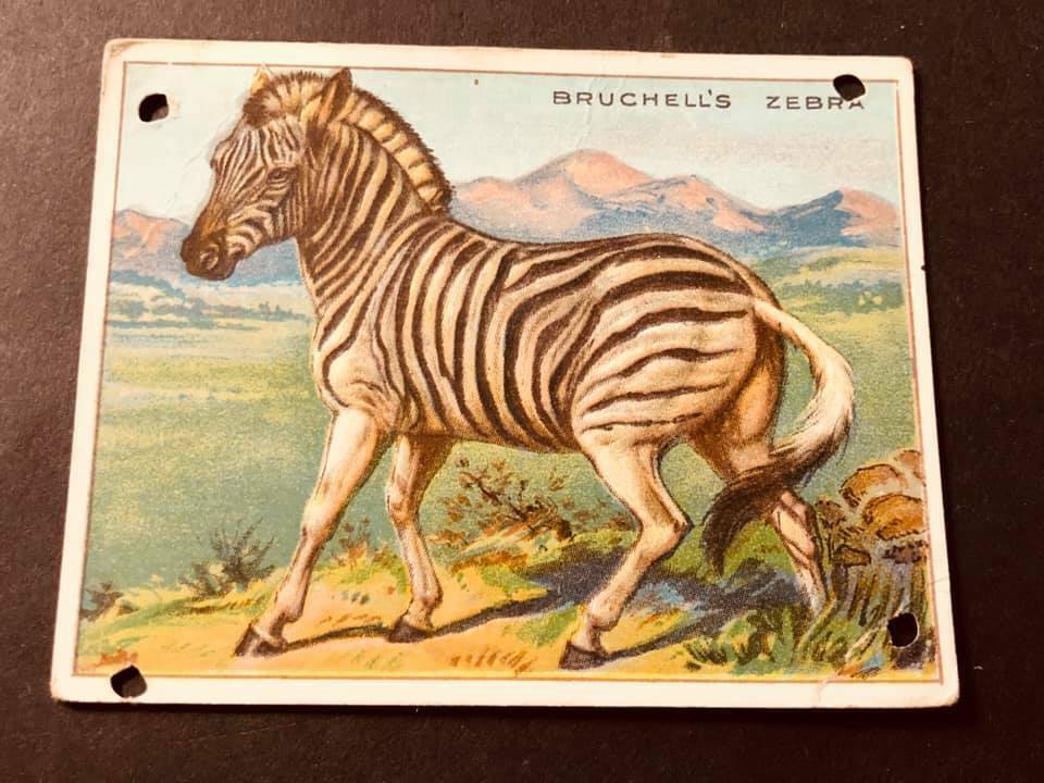 1909-11 T29 Hassan Cigarettes ANIMALS Bruchell\'s Zebra w/factory holes?