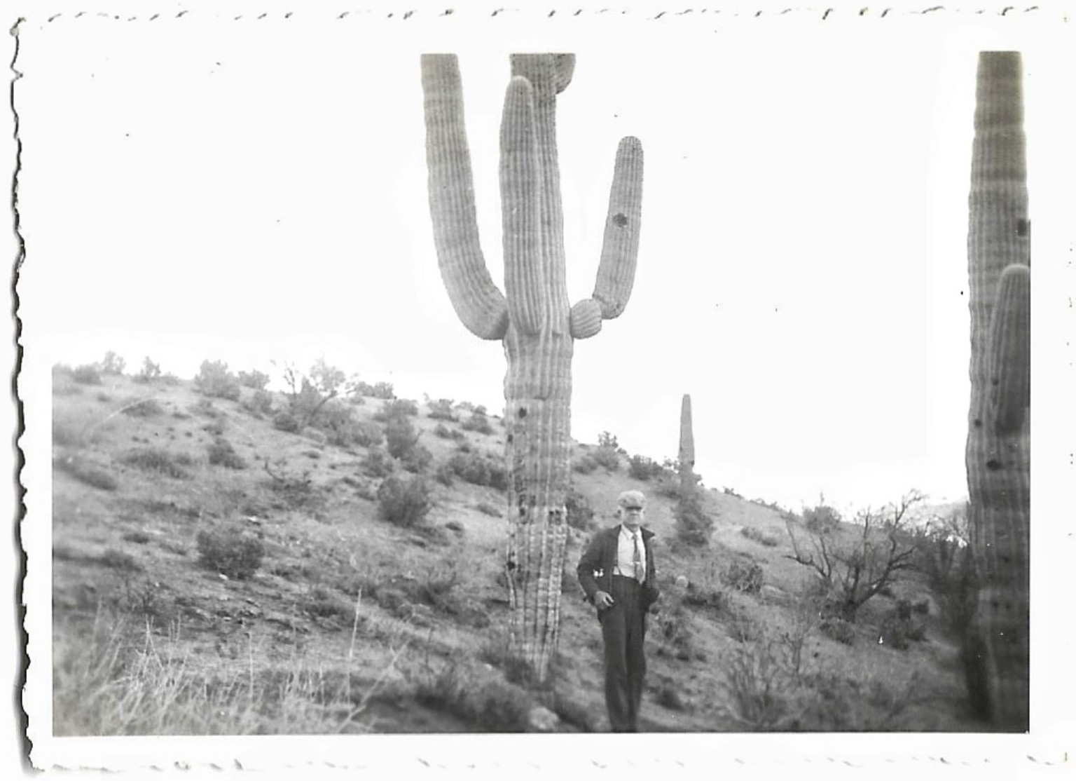 Giant SAGUARO CACTUS Vintage Old Photo Cacti Coolidge Dam Gila County Arizona🌵