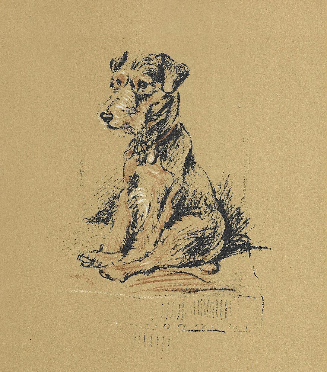 Lakeland Terrier - CUSTOM MATTED - Vintage Dog Art Print - 1937 L. Dawson