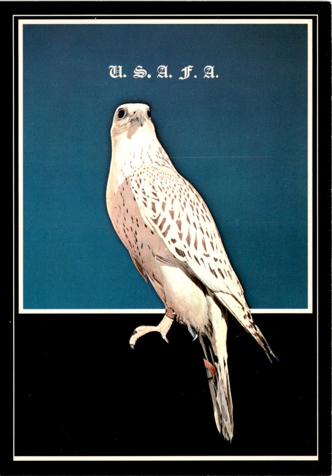 U. S. A. F. A., FALCON, UNITED STATES AIR FORCE ACADE Postcard