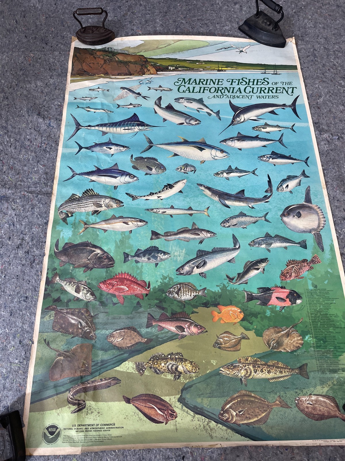Vintage NOAA California Current Marine Fishes Poster Chart 36\