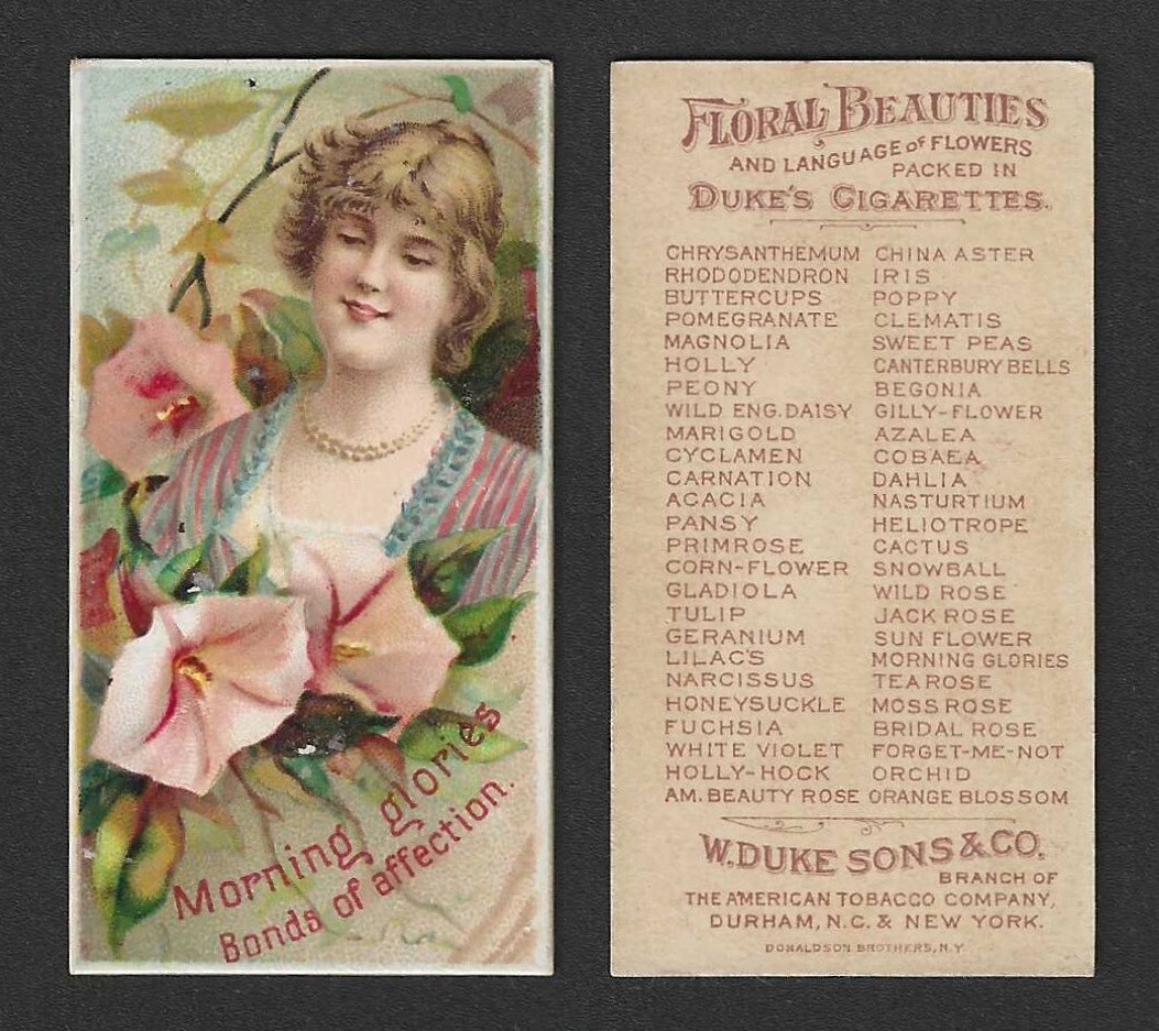 c1880\'s N75 Duke Tobacco Card - Floral Beauties Series - Morning Glory Affection