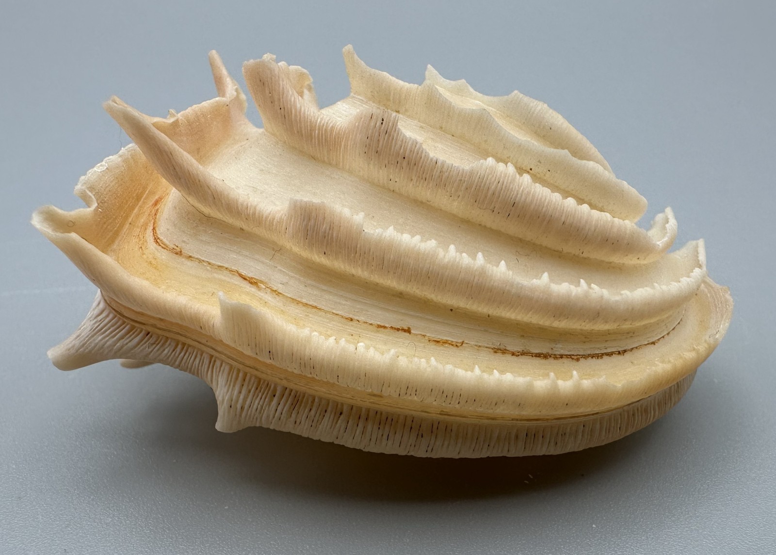 Bassina disjecta Callanaitis 51.92mm Wedding Cake Sea Shell Tasmania with Data Bassina disjecta Callanaitis 51.92mm Wedding Cake Sea Shell Tasmania with Data