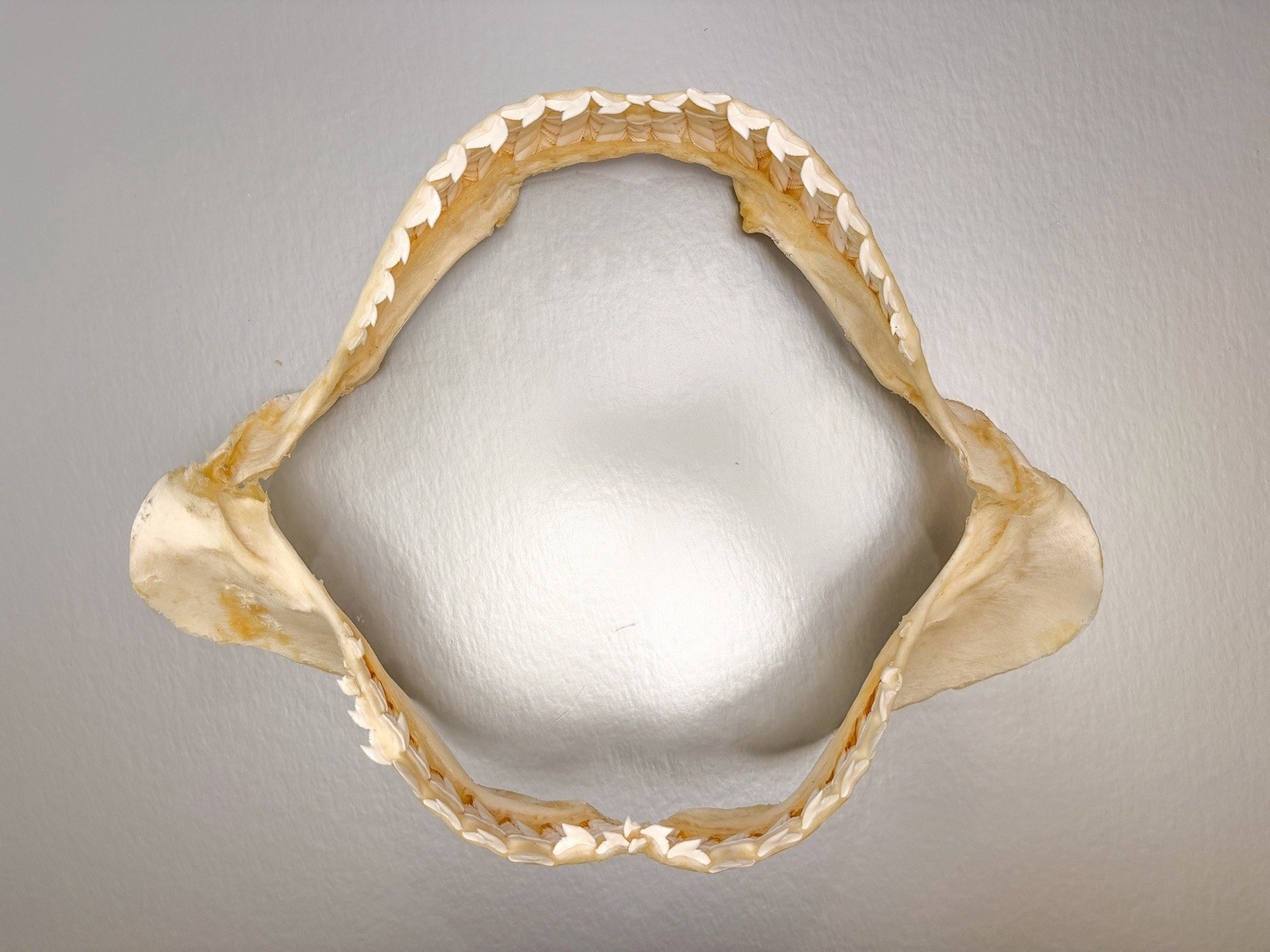 Large 16” Tiger Shark Jaw Clean Educational Taxidermy Set Jaws Natural Teeth