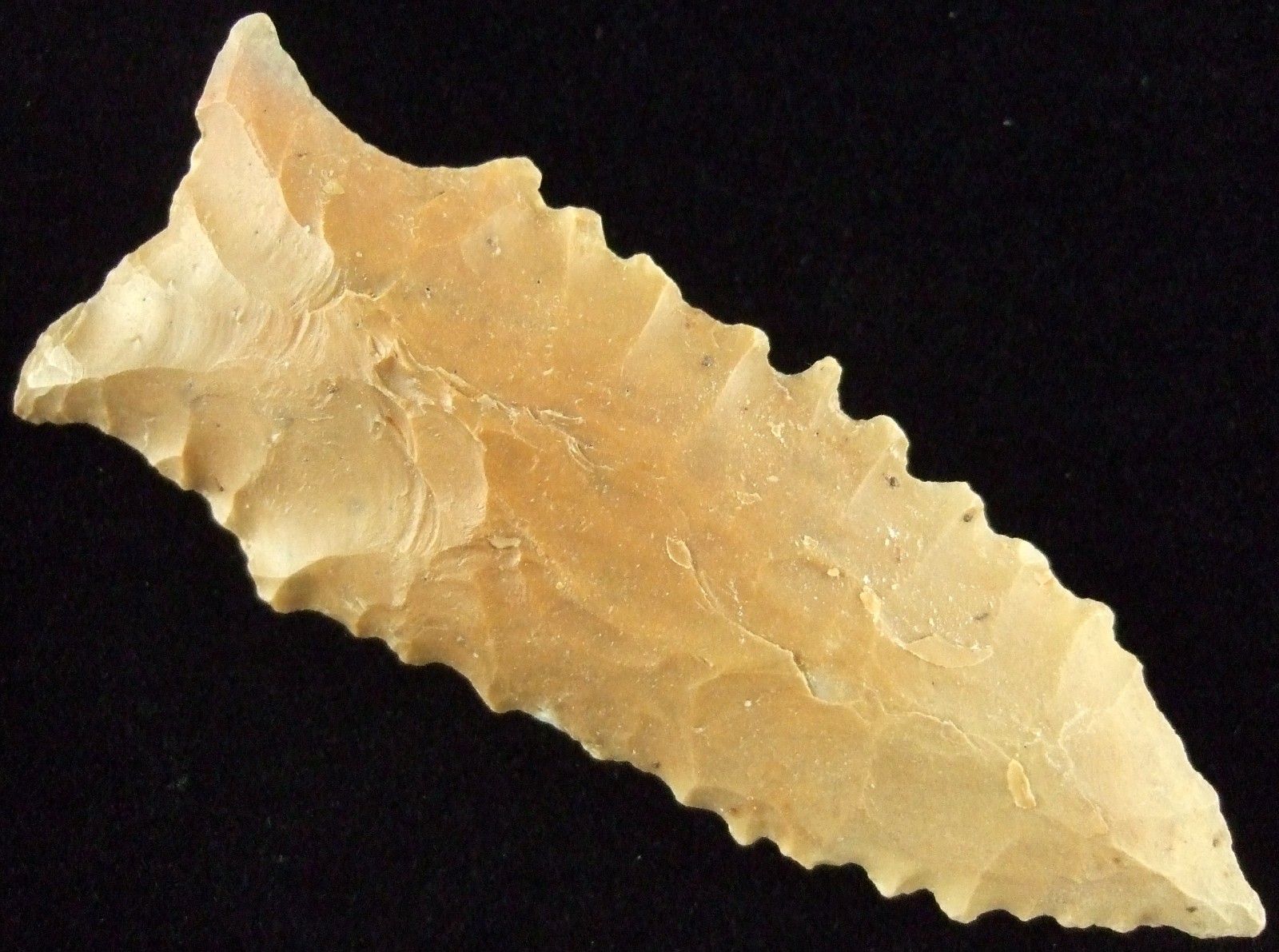 Exceptionally Fine Serrated Kentucky Dalton Point with T&T COA Arrowheads