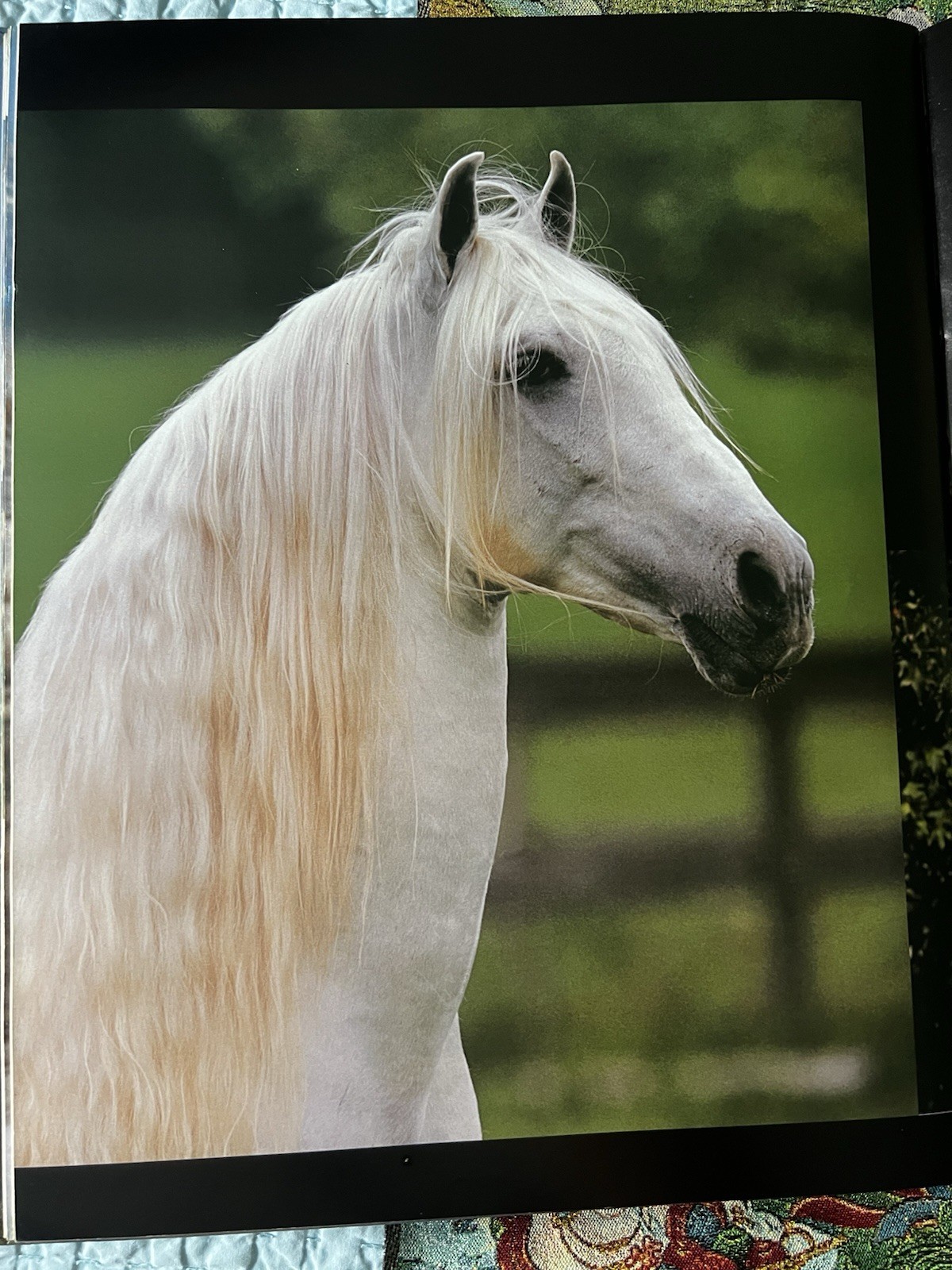ReadThe Magnificent Horse Hardcover Book by Bob Langrish & Nicola Jane Swinney ReadThe Magnificent Horse Hardcover Book by Bob Langrish & Nicola Jane Swinney