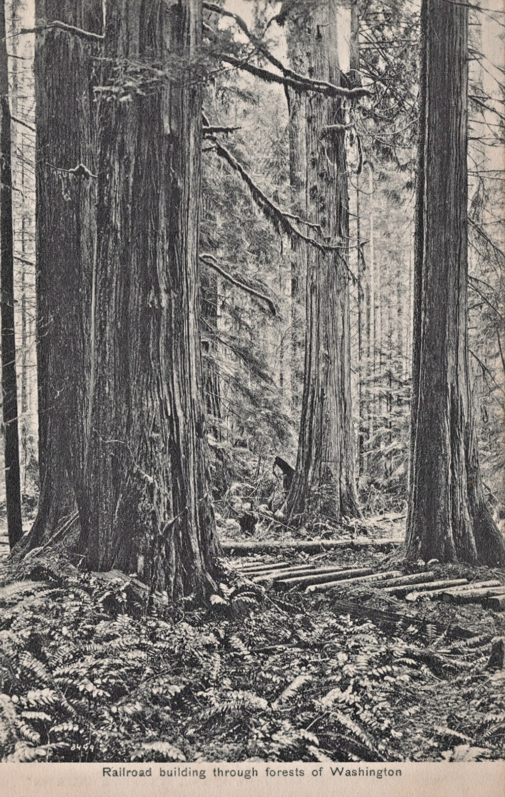 WA Postcard Railroad Building Through Forests Of Washington c1910s RR Ties logs