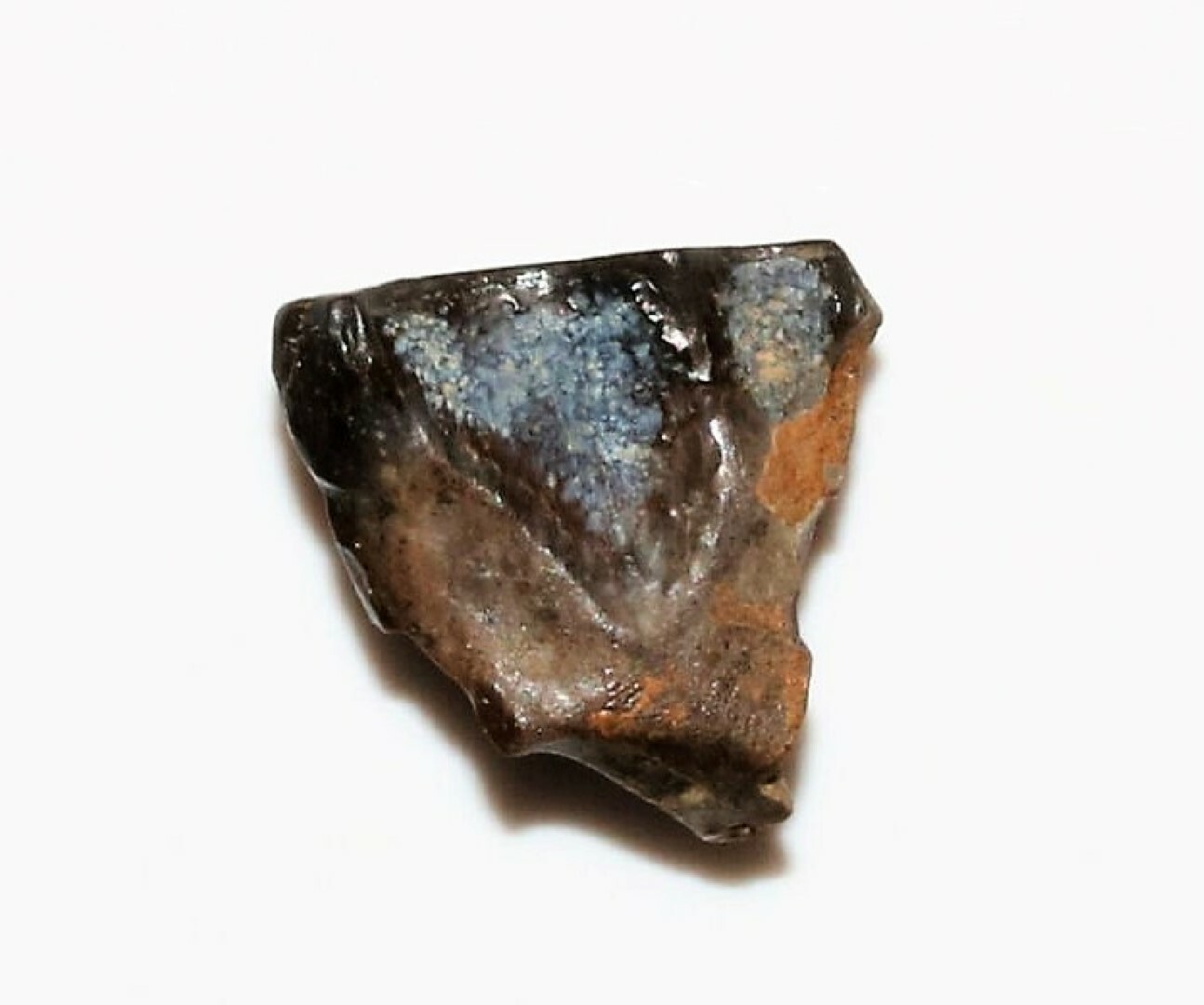 TRICERATOPS TOOTH DINOSAUR TEETH REAL FOSSIL EXTINCT RELIC JURASSIC WORLD NICE