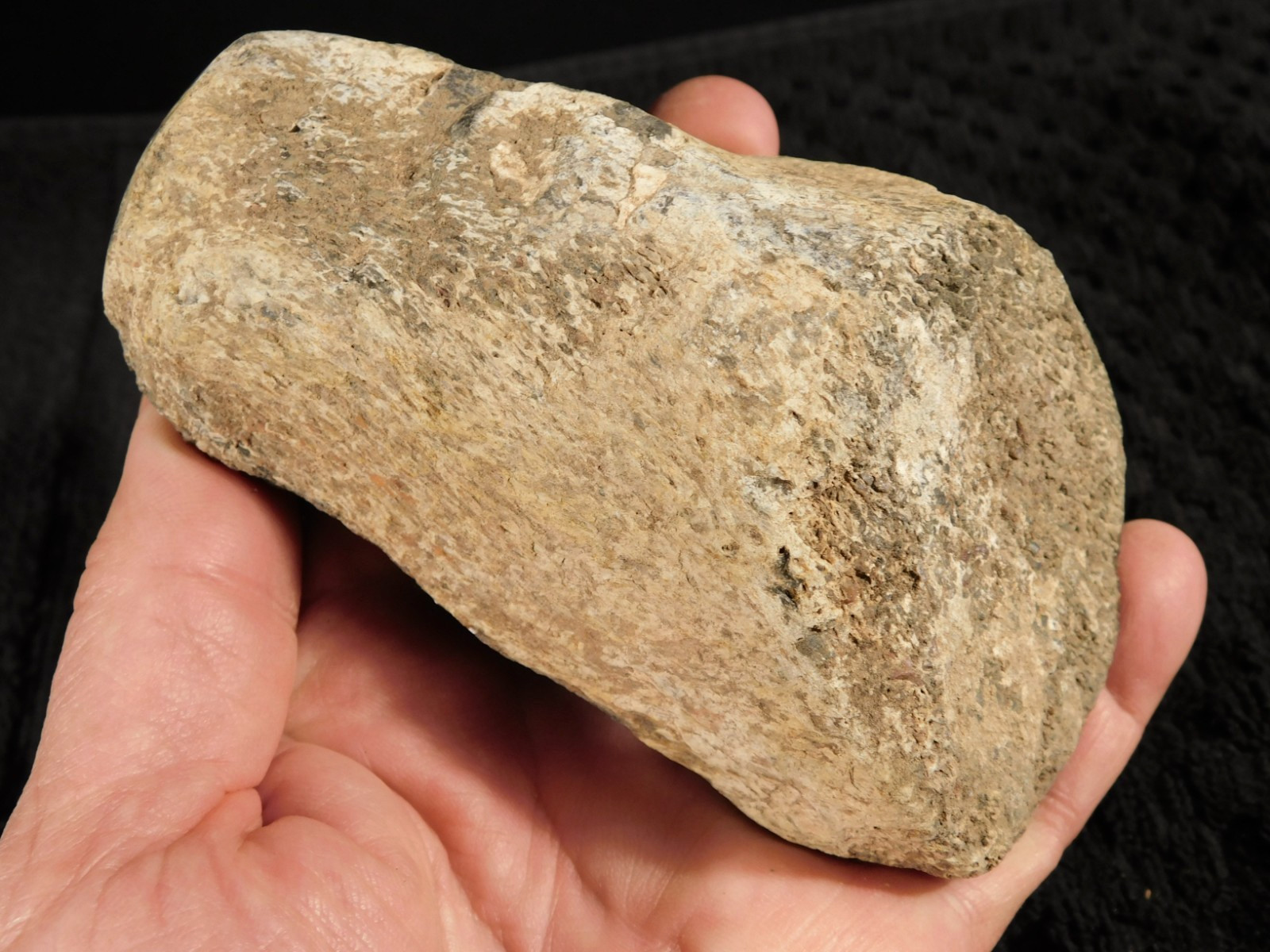 190 Million Year OLD DINOSAUR Fossil Bone From Jurassic Utah 543gr
