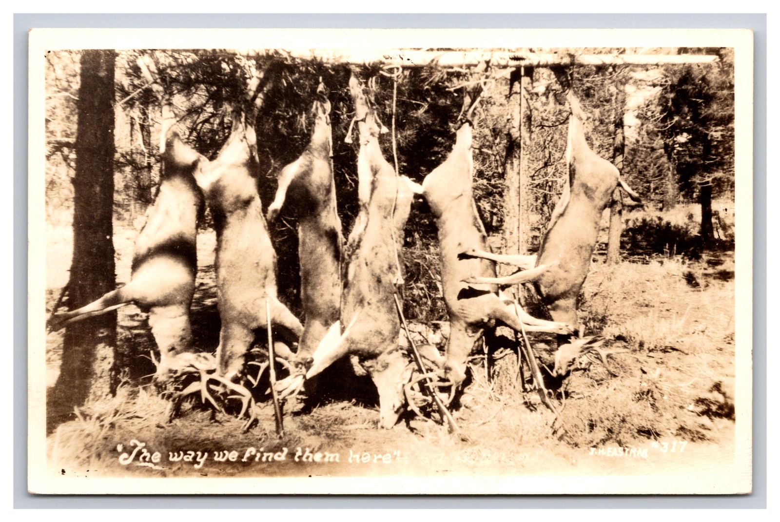 RPPC Hunters Hanging Whitetail Deer Bucks, The Way We Find Them Here, Postcard