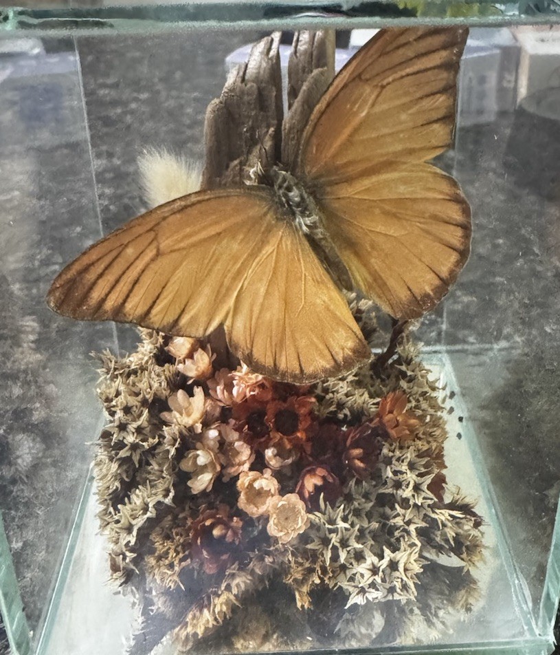 Vintage Real Butterfly Glass Cube Curio Simcox Pierridae Michigan 48847