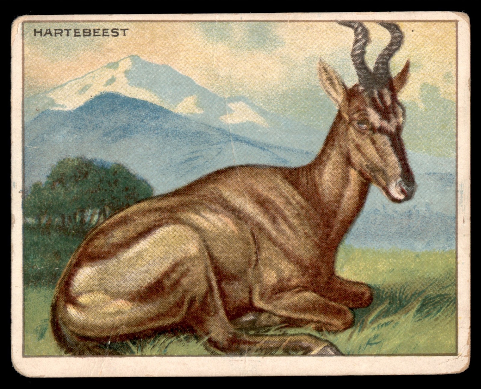 HARTEBEEST 1909 T29 ANIMALS HASSAN CIGARETTES