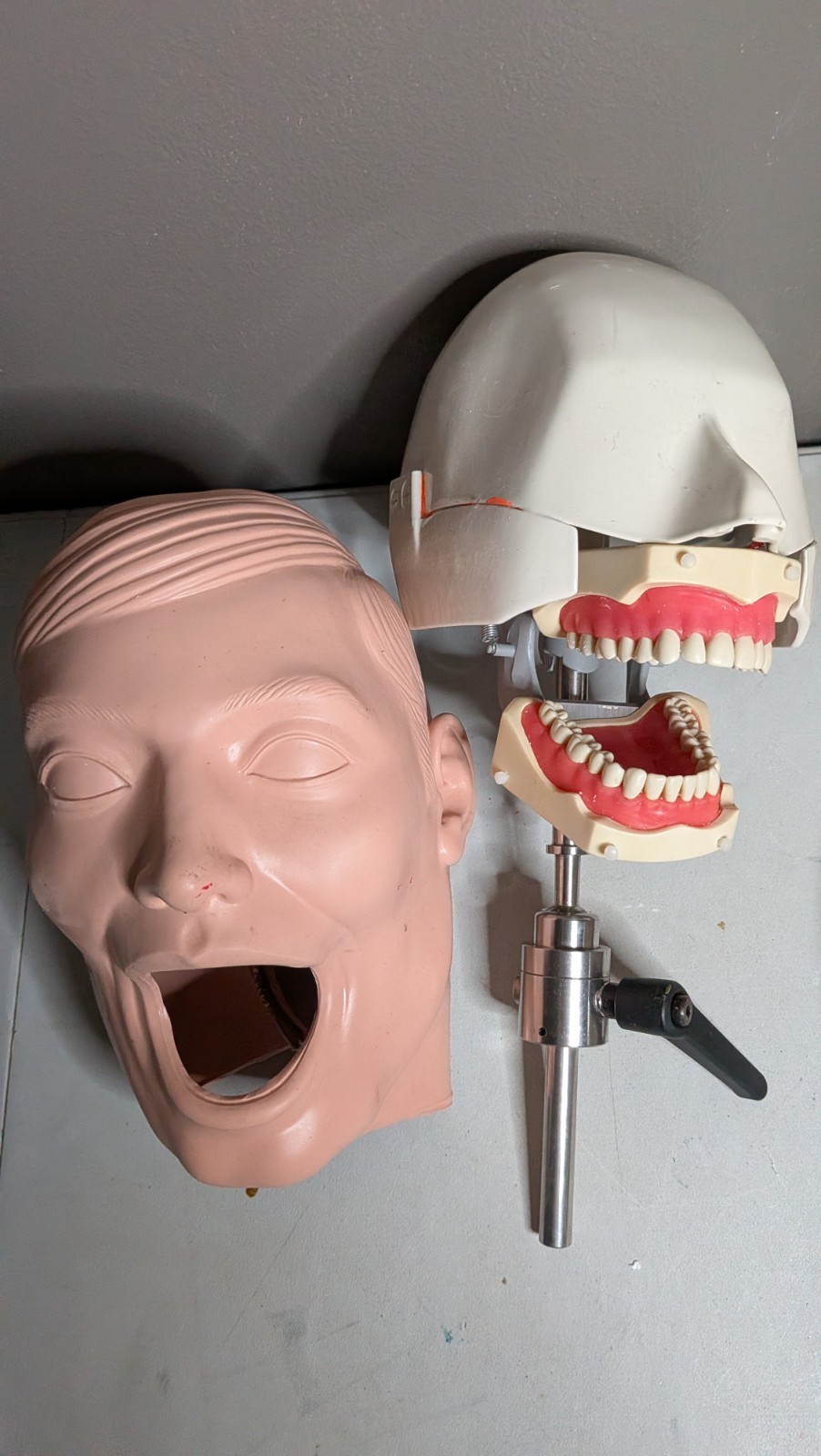VTG Columbia Dentoform Dental Phantom Head Display W/ Pole Metal Shroud (#8)