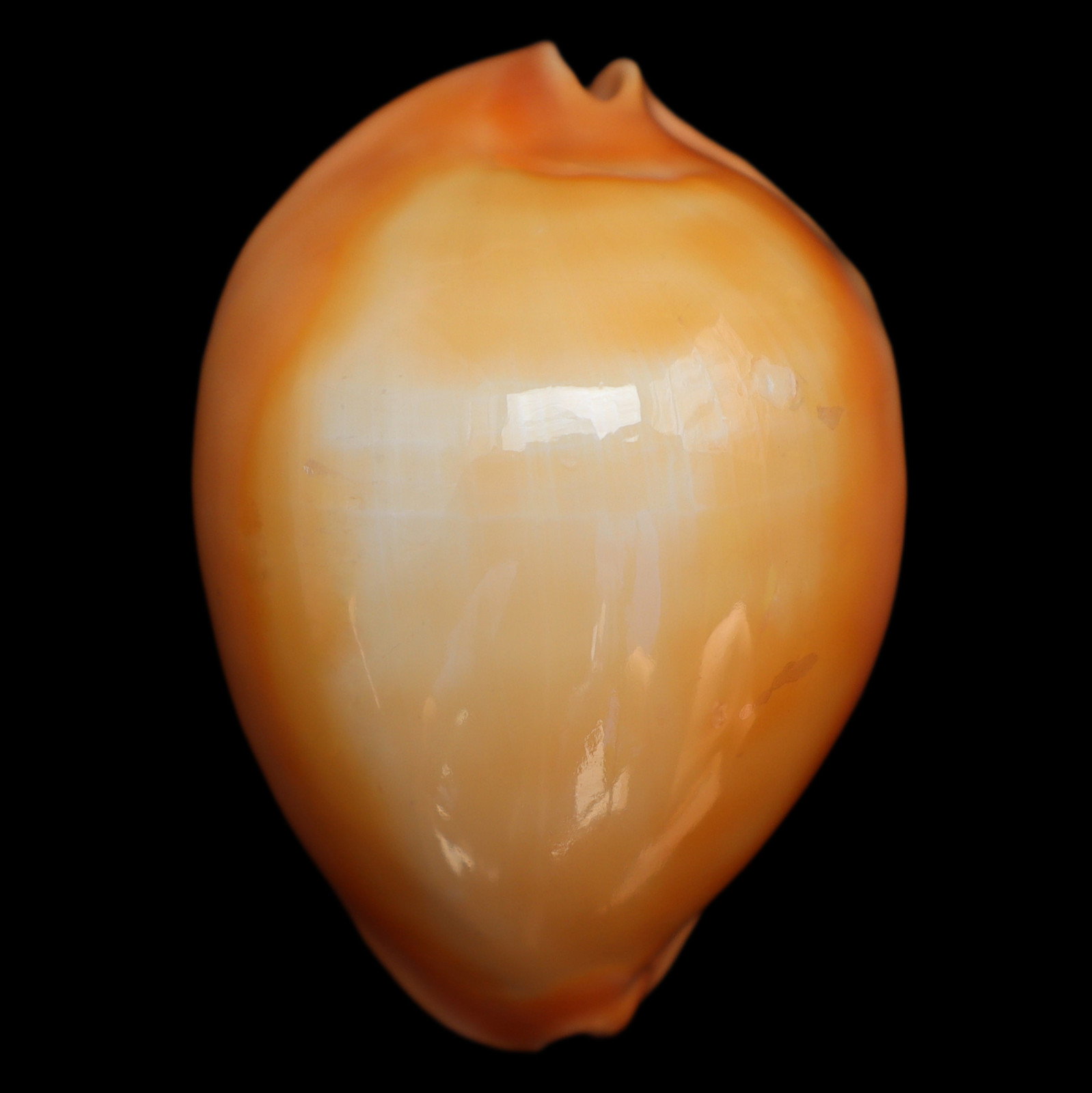 CY467 Cypraea (Zoila) rosselli raywalkeri 46.7mm  |  Western Australia  |  GEM-