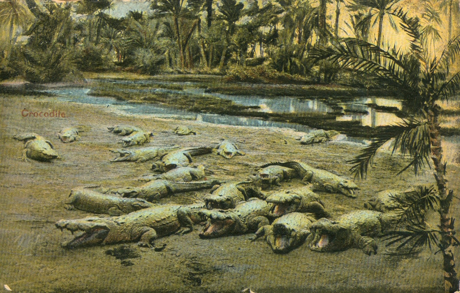 Crocodiles laying in Sun Postcard Antique 1912 Posted Italian Issued Cairo  N
