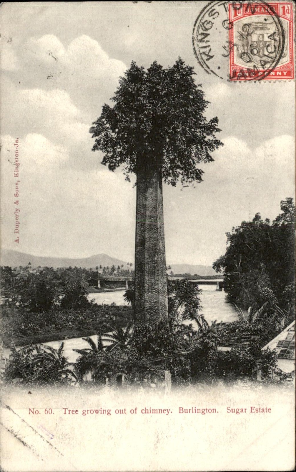 Burlington Tree growing out of chimney c1900s-10s Vintage Postcard