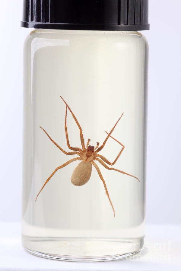 BROWN RECLUSE SPIDER  / Loxosceles reclusa Preserved specimen
