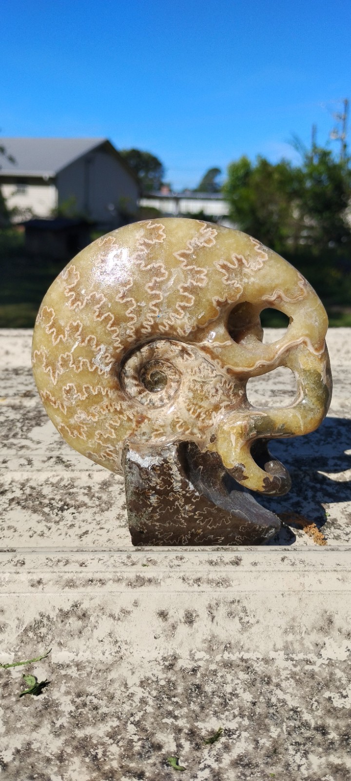1.8lb Rare Yellow Polished Stone Ammonite Fossil Skull Carving Pattern Specimen