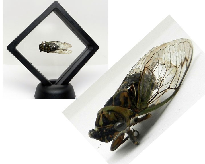 Real Megatibicen resh cicada western dusk singing cicada framed insect Specimen