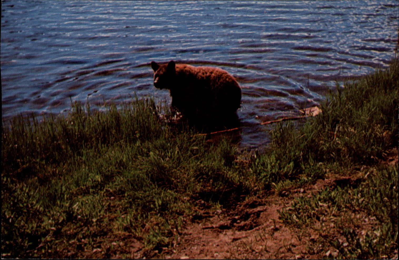 Yellowstone National Park Wyoming bear vintage postcard c548
