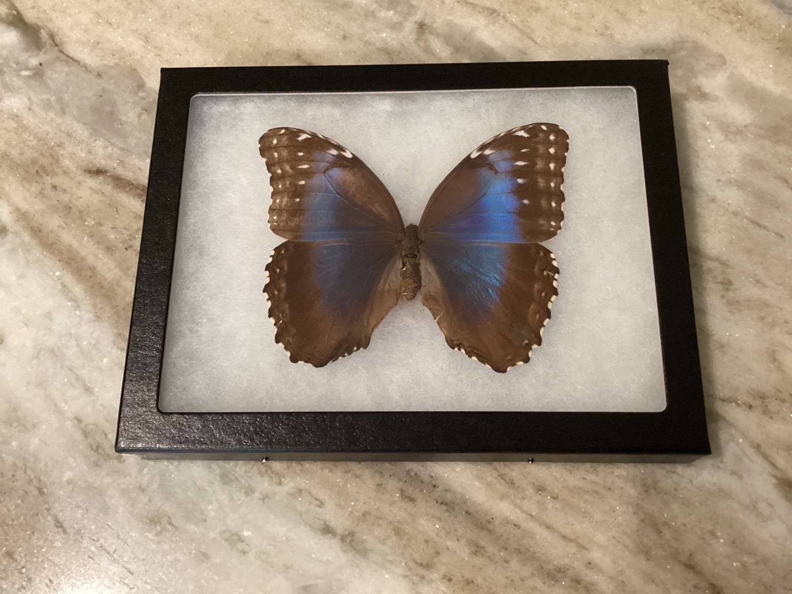 Real Butterfly-  TROPICAL BLUE MOON EGGFLY  in black frame shadow box 8.5”x6.5”