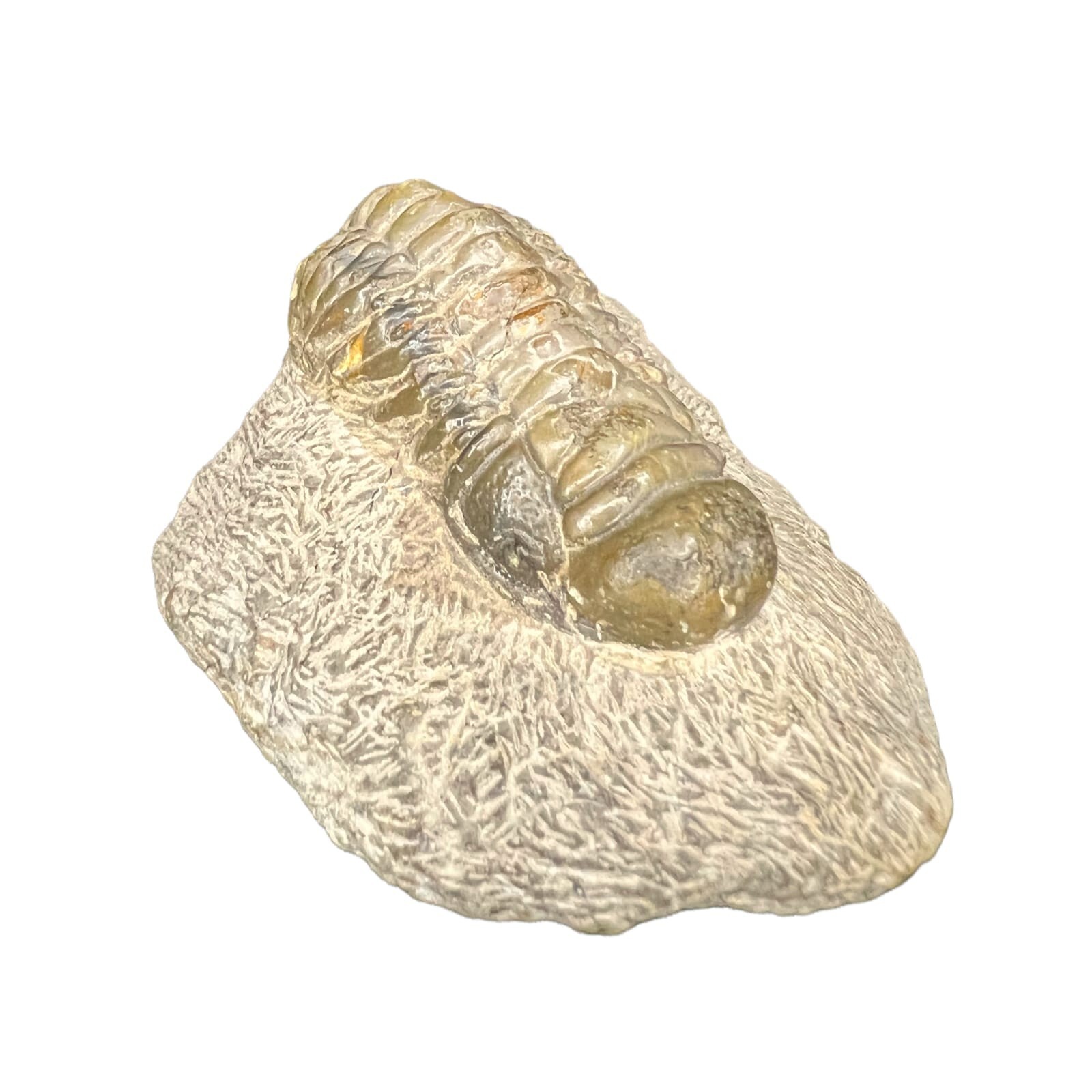 Crotalocephalina Trilobite fossil Atchana Marrocco Lower Devonian