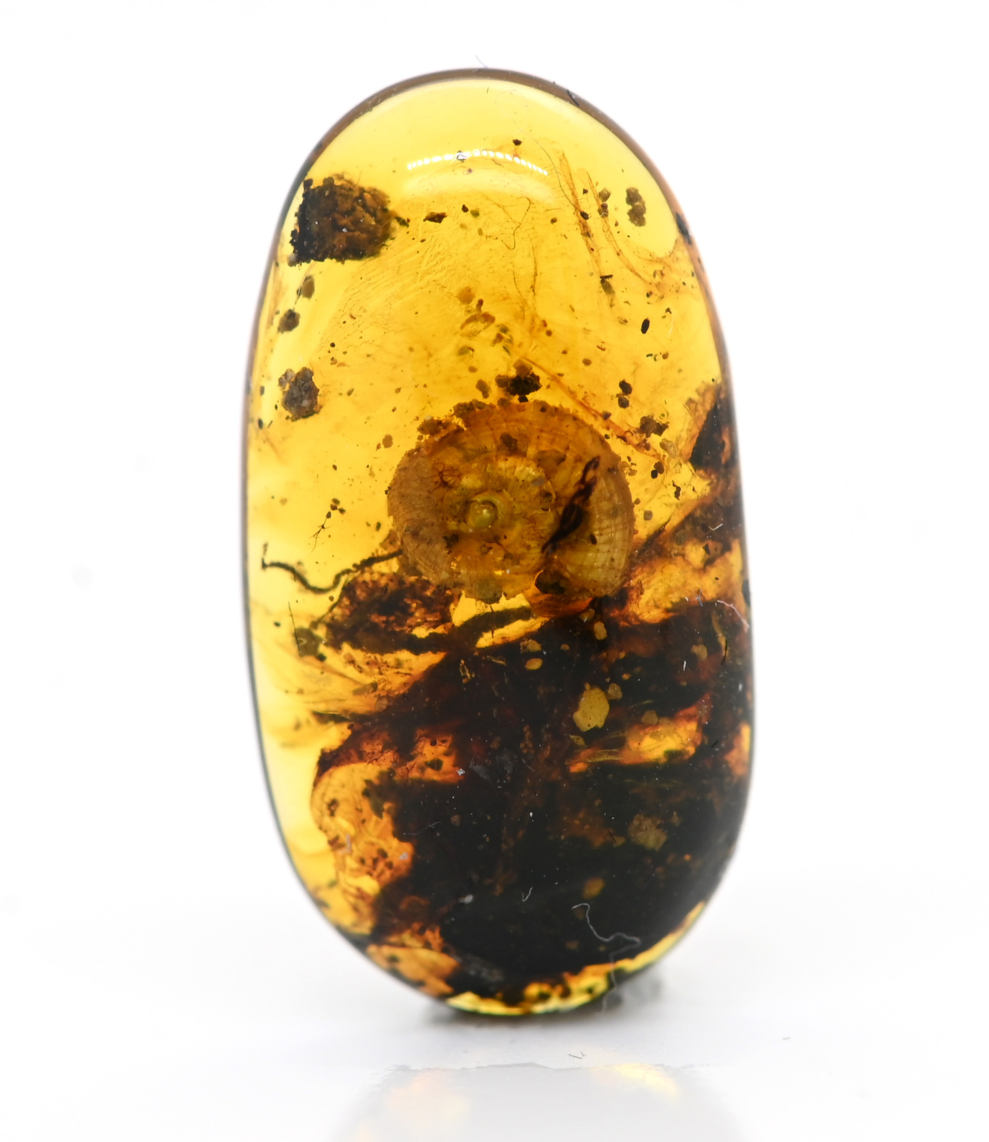 Scarce Gastropoda (Land Snail), Fossil Inclusion in Burmese Amber