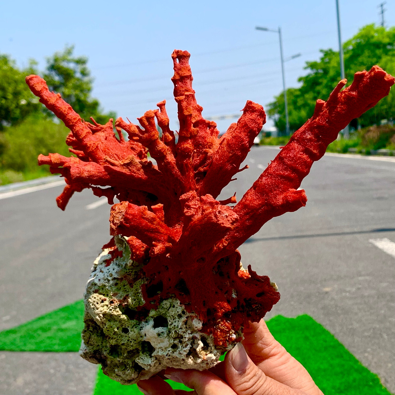 2.11LB Natural orange red Coral Reef Cluster Marine Mineral Crystal Specimen
