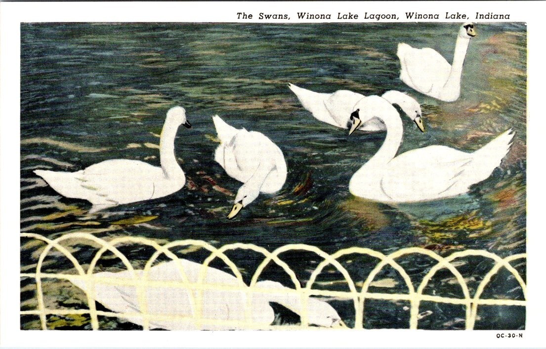 BIRDS, Swans, Winona Lake Lagoon, WINONA LAKE, Indiana Postcard - Curt Teich BIRDS, Swans, Winona Lake Lagoon, WINONA LAKE, Indiana Postcard - Curt Teich