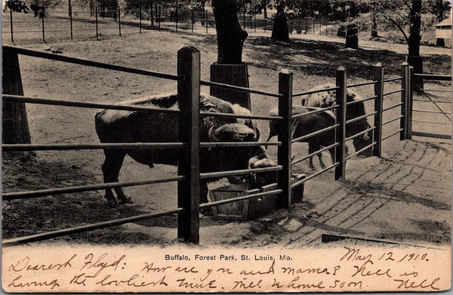 1910 Forest Park St. Louis MO Buffalo Exhibit St. Louis News Co Postcard 1910 Forest Park St. Louis MO Buffalo Exhibit St. Louis News Co Postcard