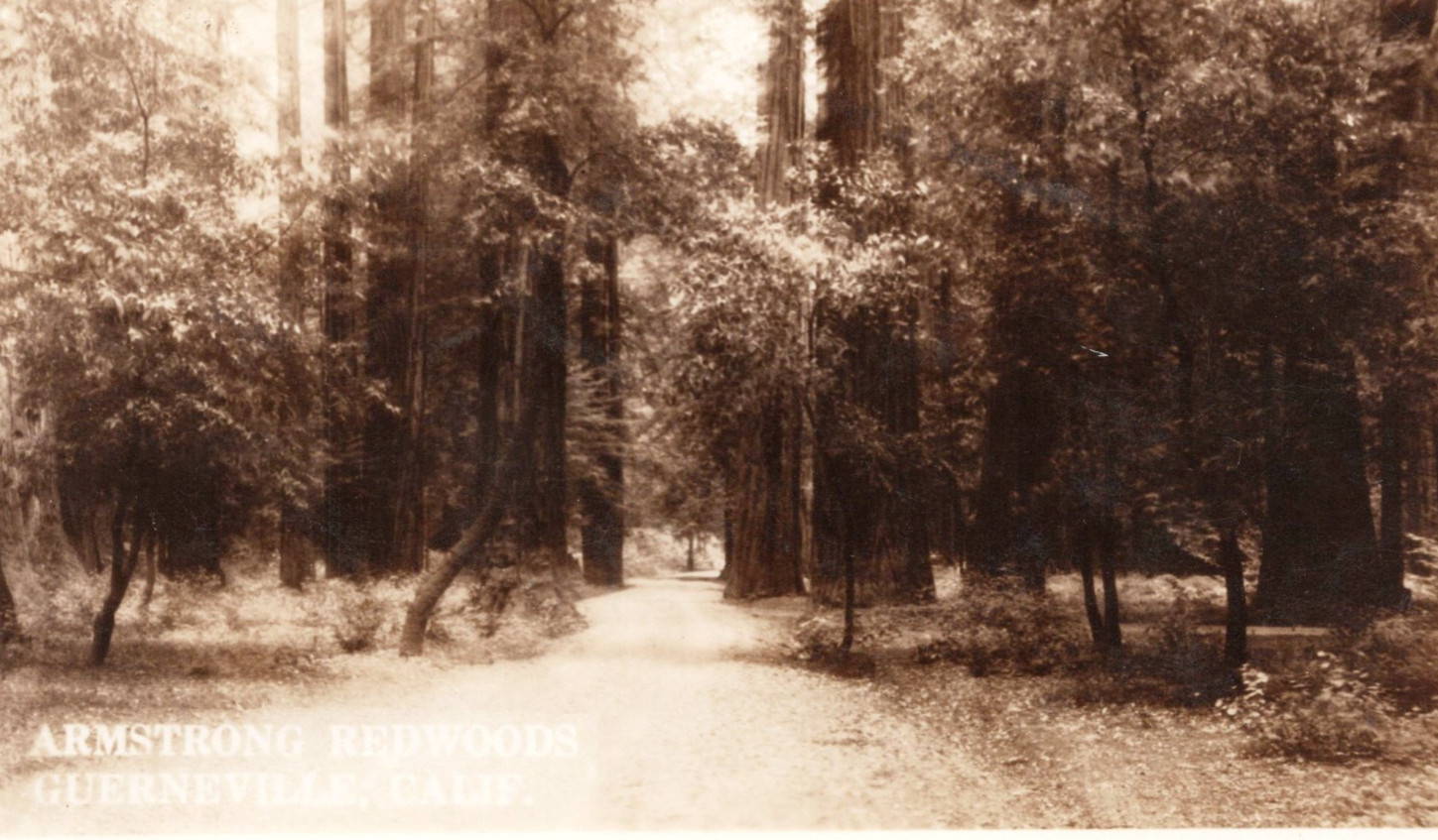 Postcard Guerneville California Stunning Armstrong Redwoods RPPC