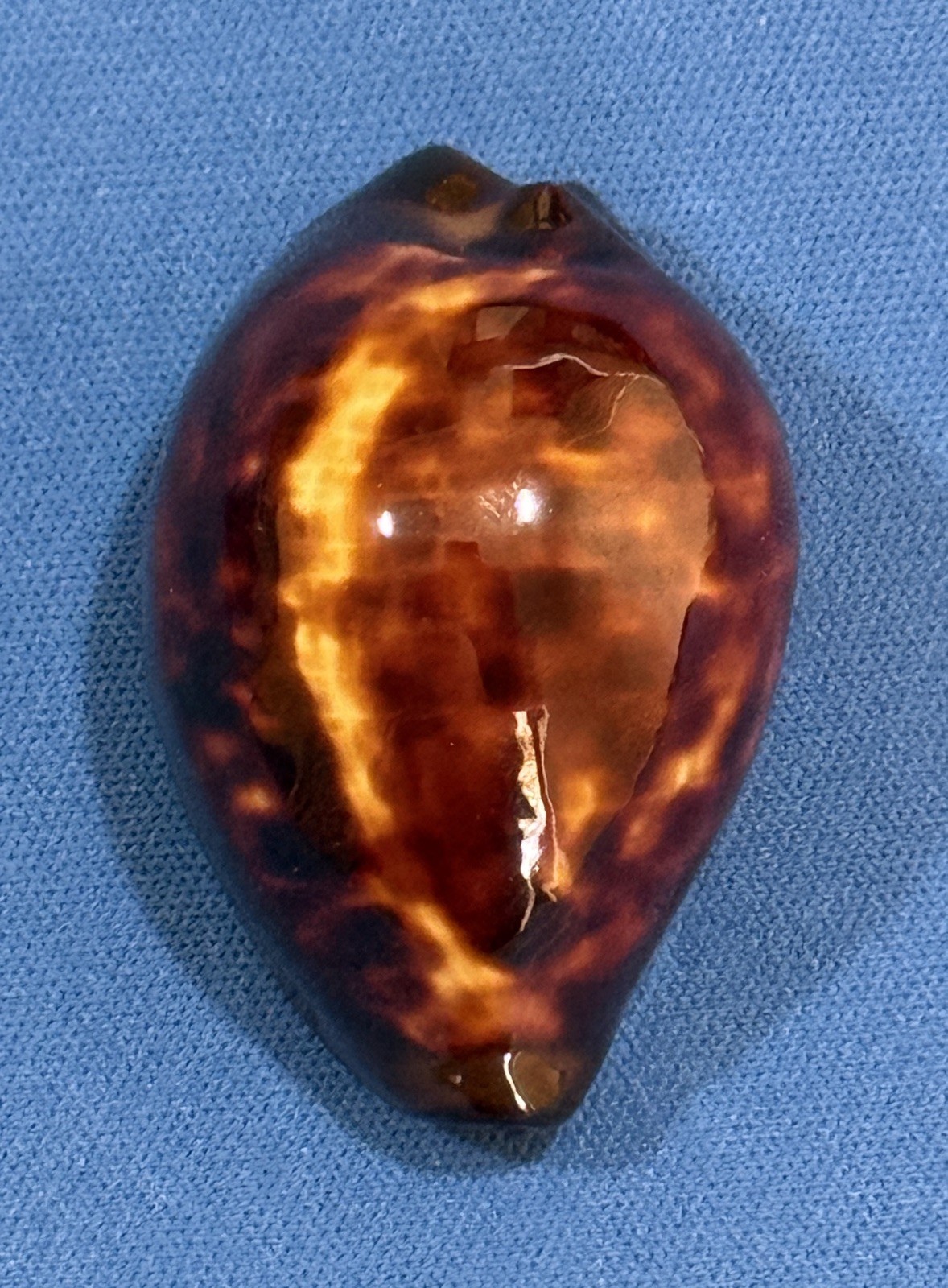 Cypraea Zoila Decipiens 47.8mm Beautiful 