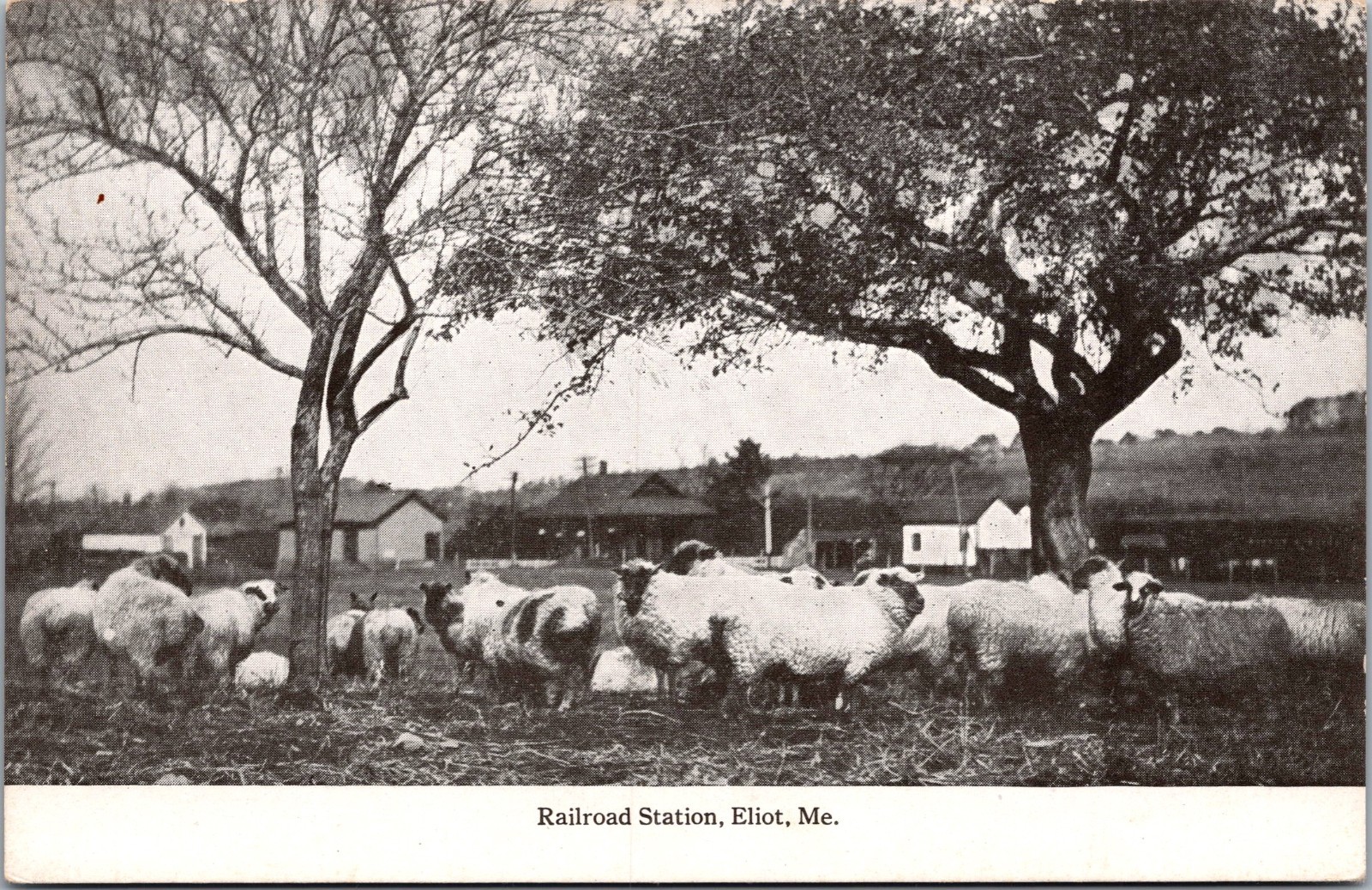 C1910 ELIOT MAINE postcard RAILROAD STATION cows in foreground