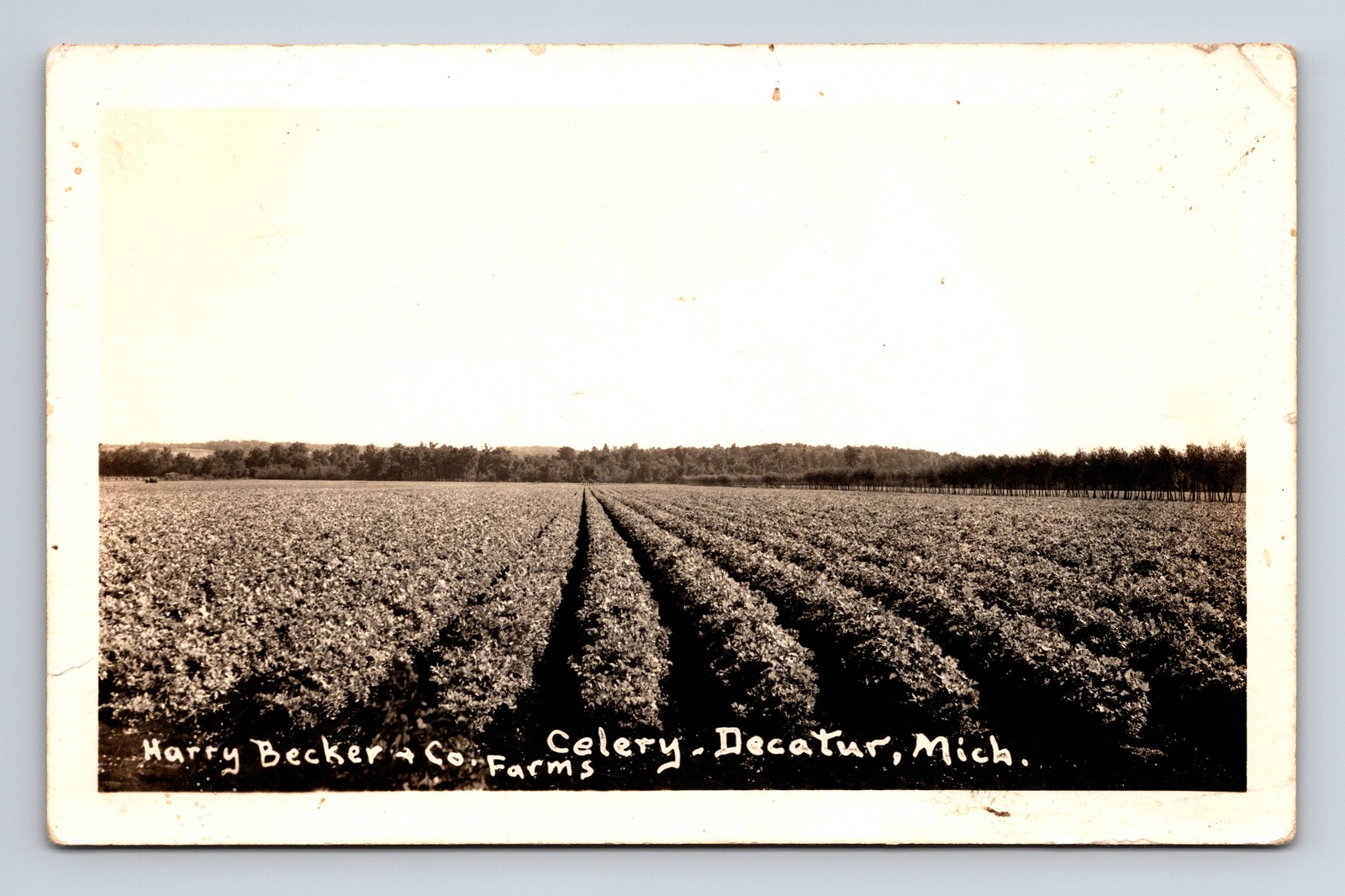 RPPC Celery Farm Field Harry Becker & Co Farms Decatur Michigan MI Postcard