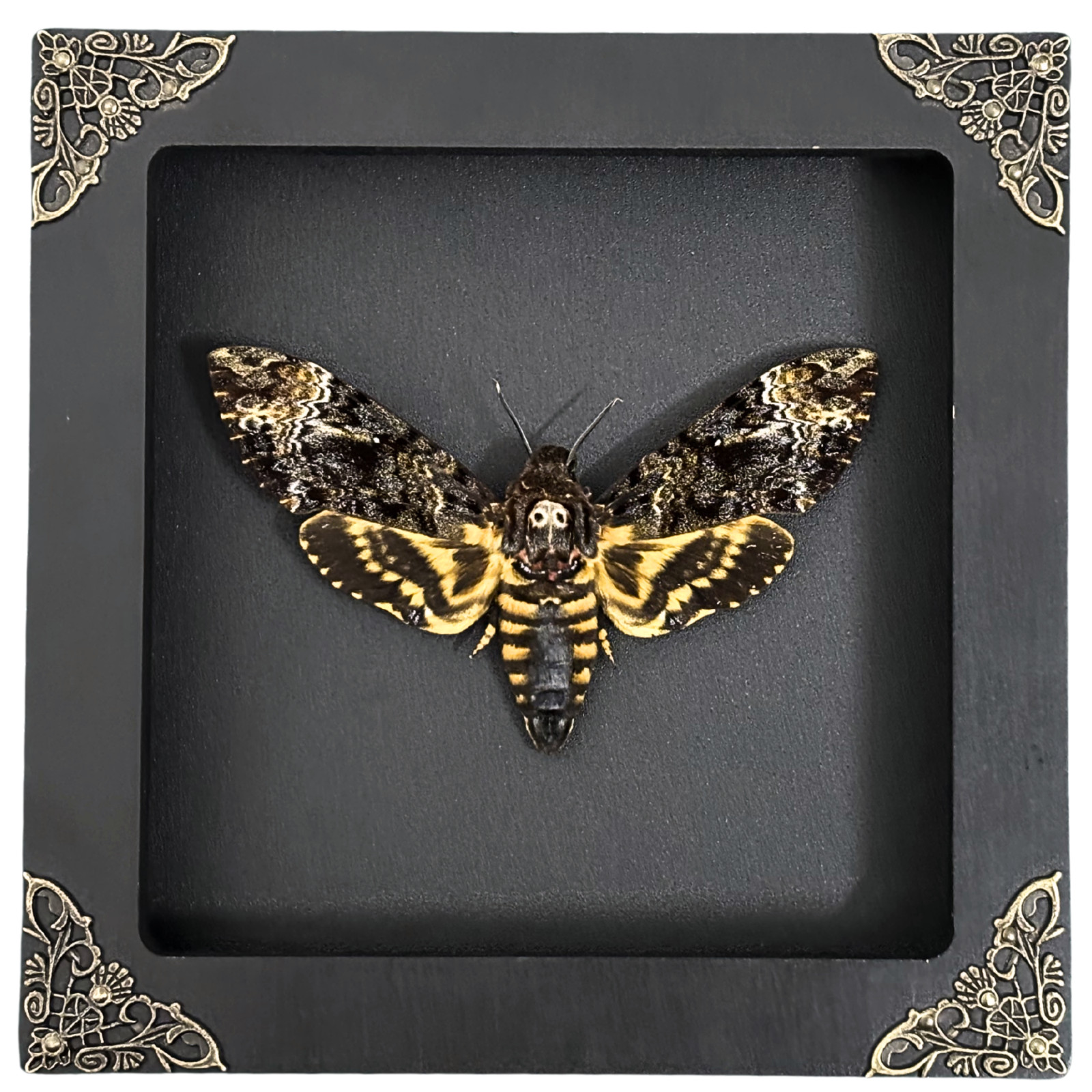 Real Framed Death Head Moth Acherontia, Dried Butterfly Skull Moth Taxidermy
