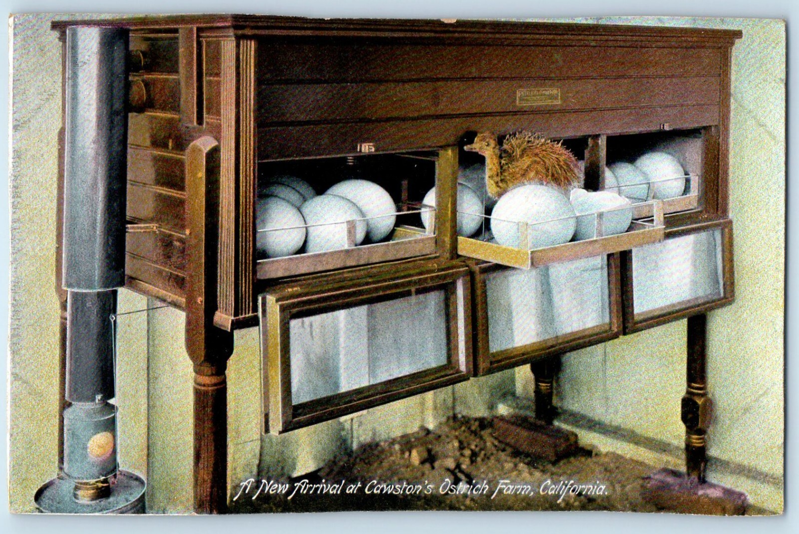 c1910 California CA Vintage Postcard New Arrival Cawston\'s Ostrich Farm Drawer