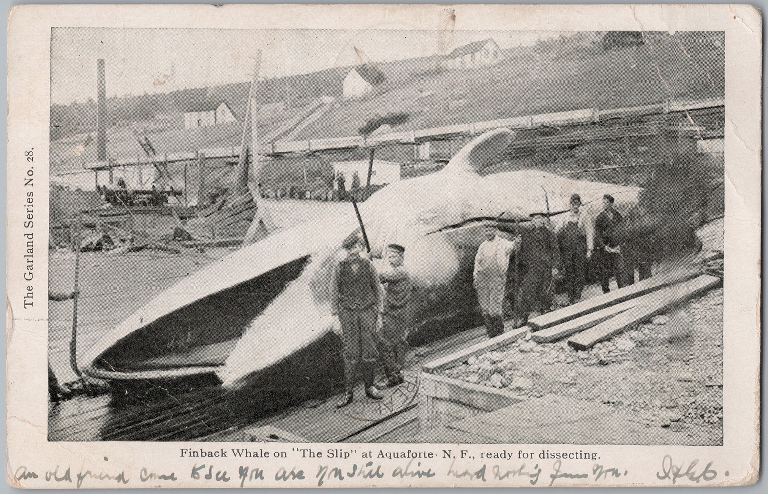 Finback Whale Slip Aquaforte Newfoundland Whaling Station 1905 Postcard D99