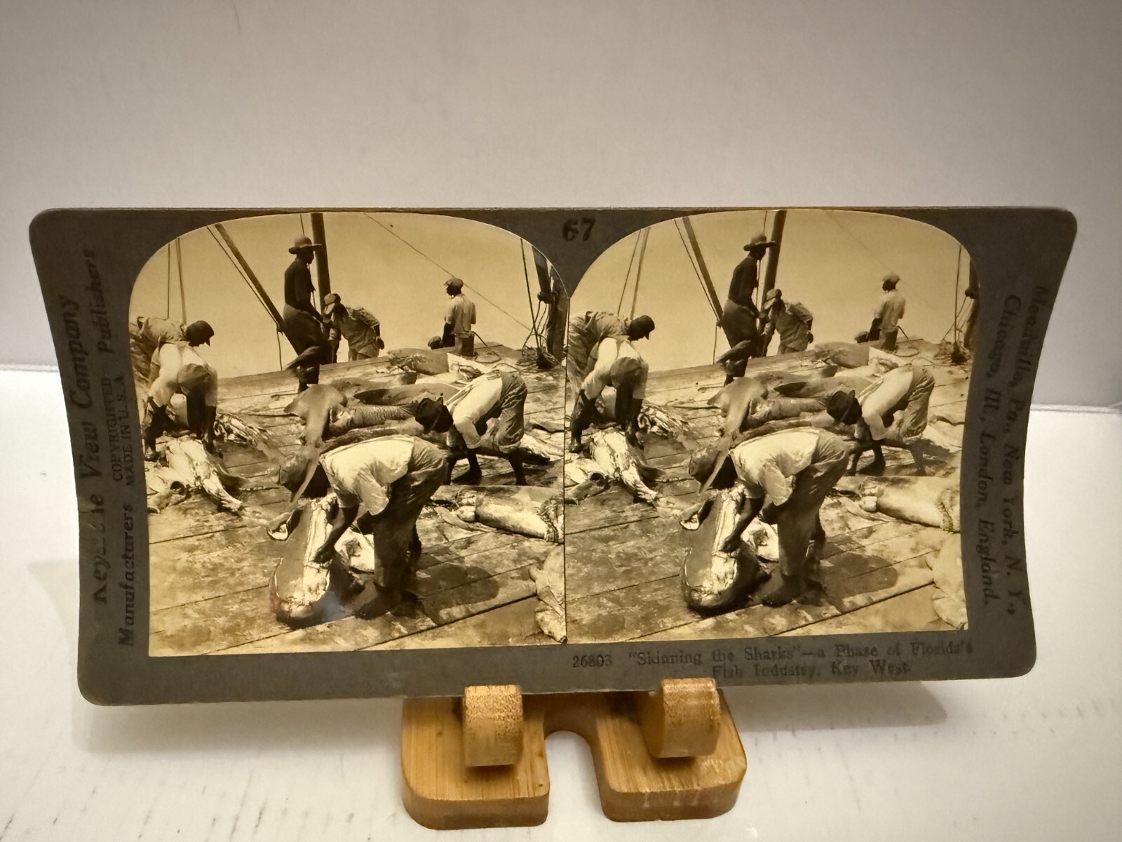 c.1910 Skinning The Sharks Key West Florida Keystone Stereoview Card
