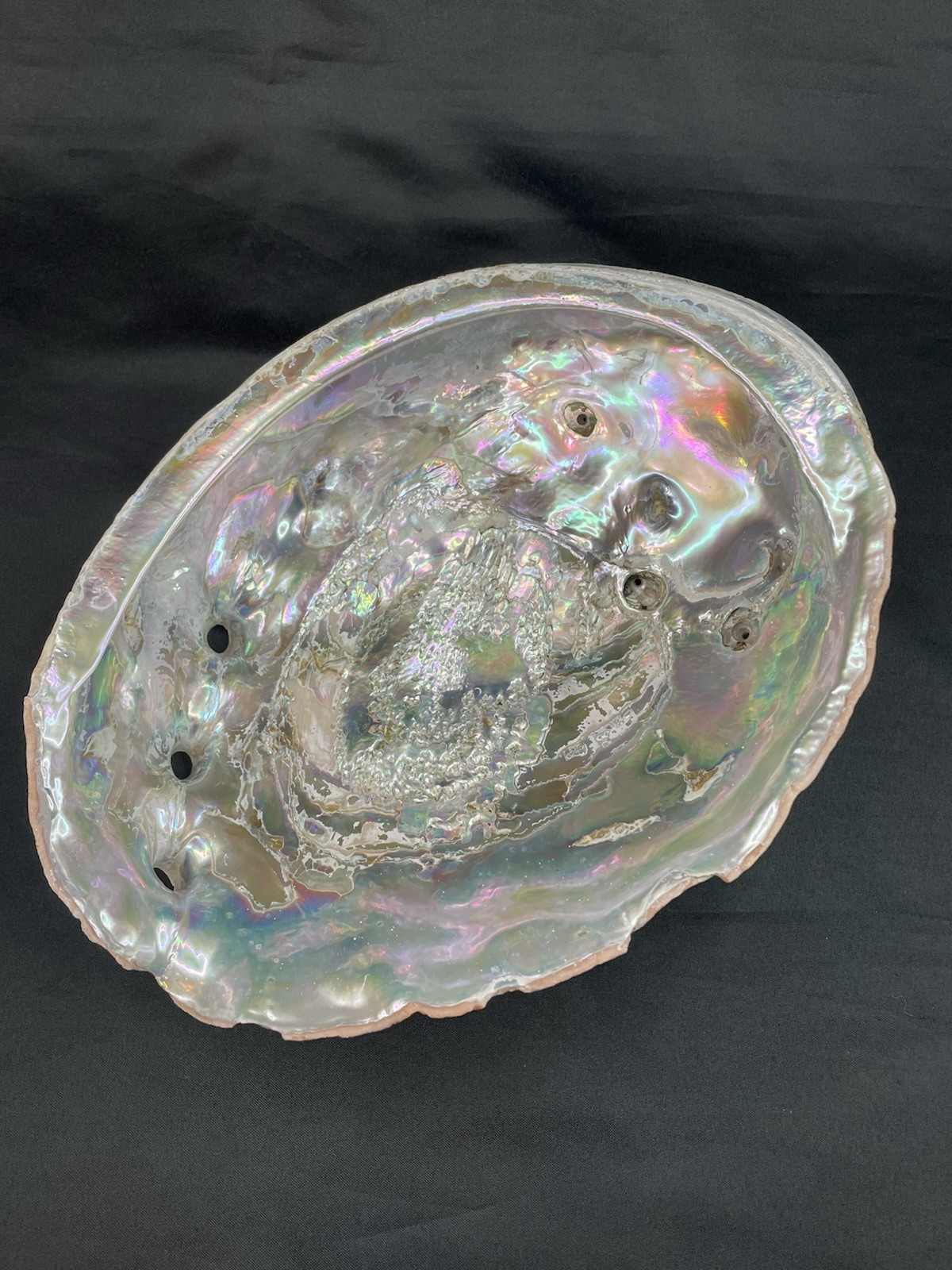 Large 8.25” Natural Abalone Shell