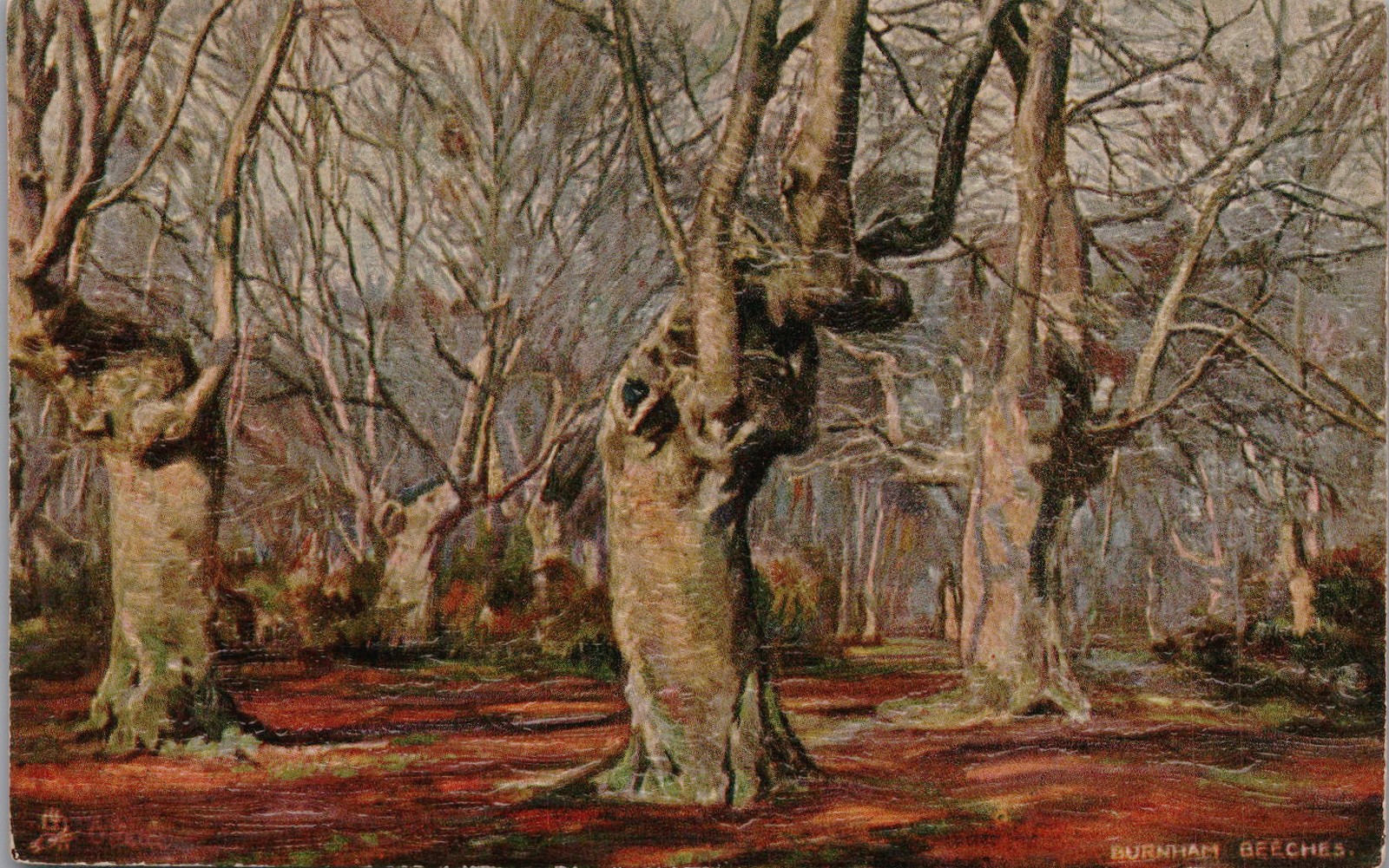 Antique Postcard Burnham Beeches Ancient Beech Trees Bucks England 1900s Antique Postcard Burnham Beeches Ancient Beech Trees Bucks England 1900s