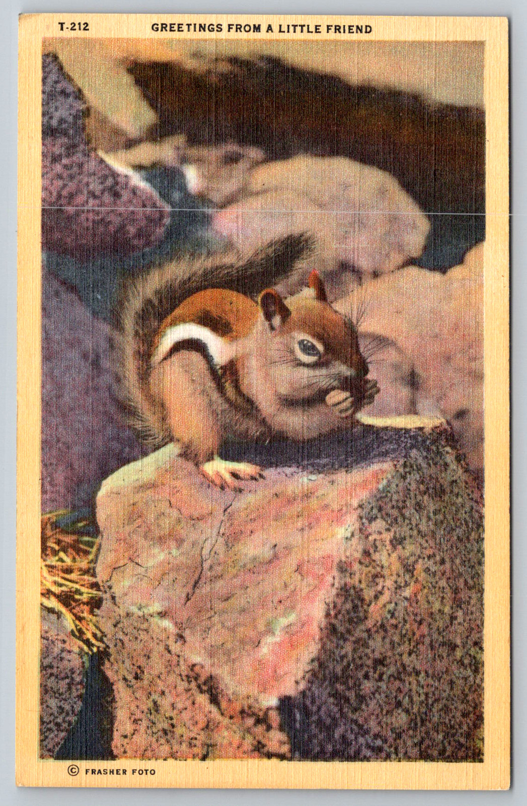 c1940s Greetings Chipmunk Los Angeles Calif Squirrel Postcard
