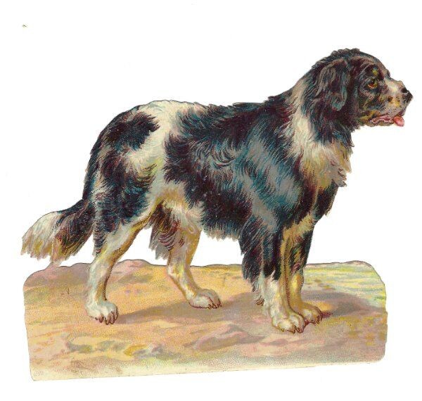 1888 Chromo decoupis, Big BLK & WHT Victorian DOG, Antique Die-Cut Scrap, 4.